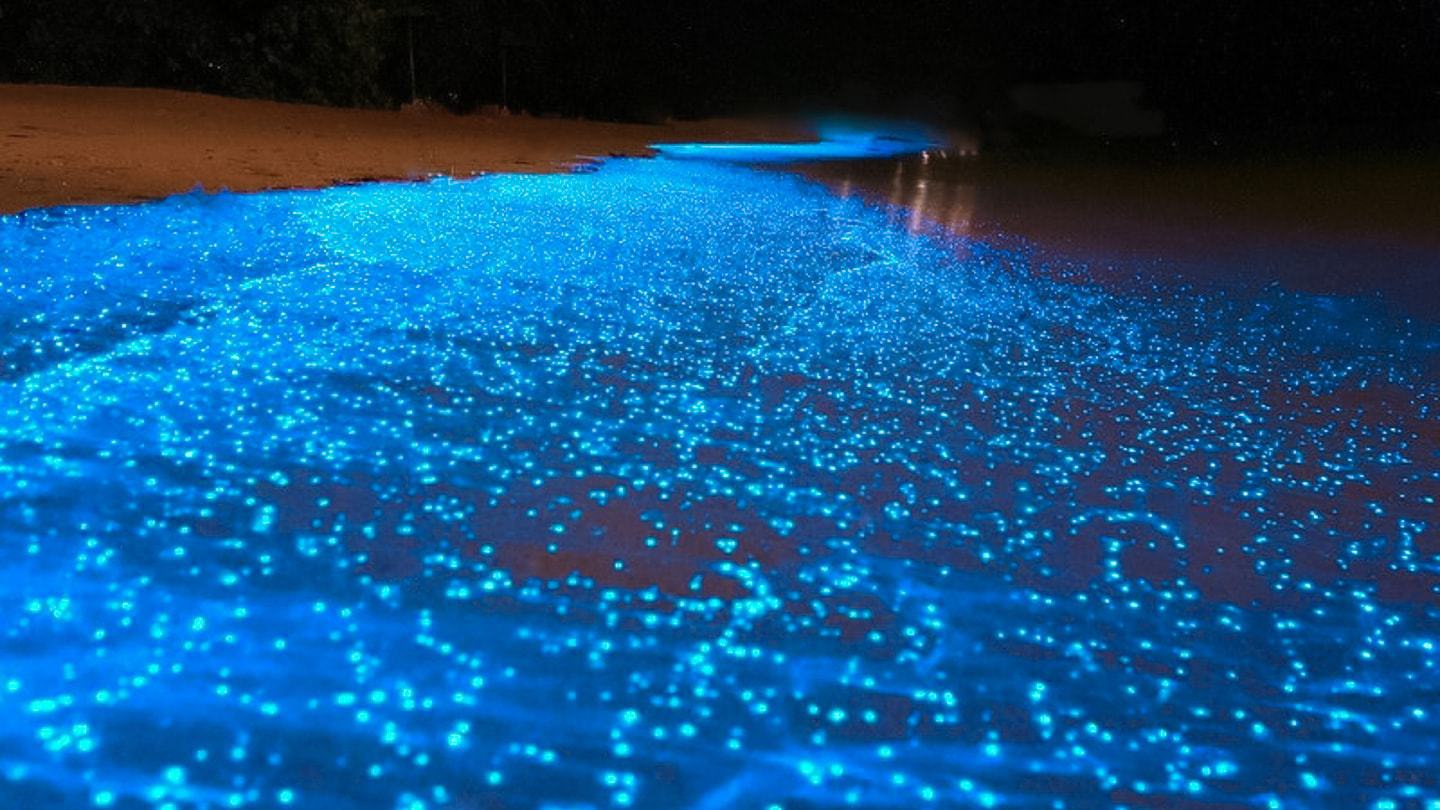 Destinos con bioluminiscencia en México