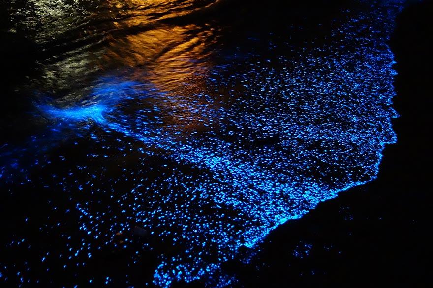 Destinos con bioluminiscencia en México