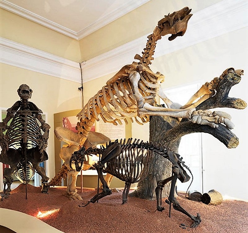 Qué es lo que había en el Museo Nacional de Brasil que se incendió