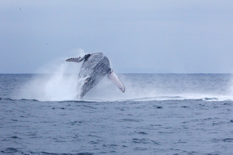 Descubre qué hacer en la Costa de Ecuador