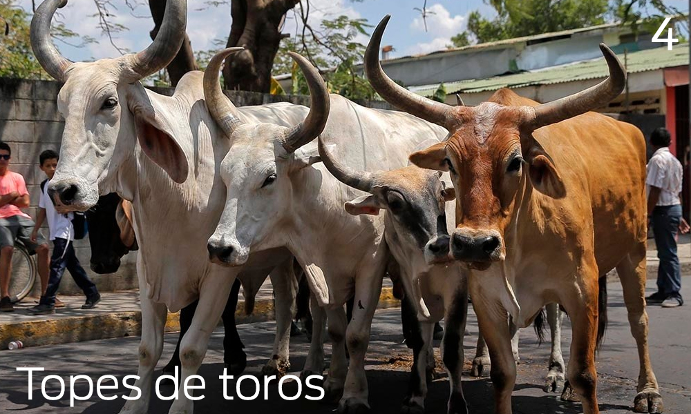 Que hacer en Liberia, Costa Rica, topes de toros