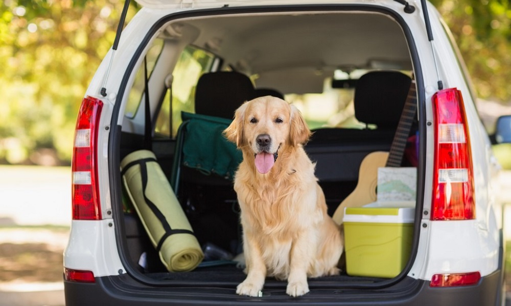 Accesorios para viajar en auto con mascota