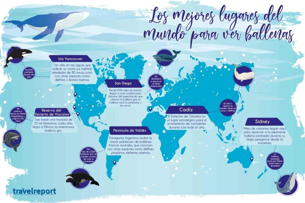 avistamiento ballenas infografia