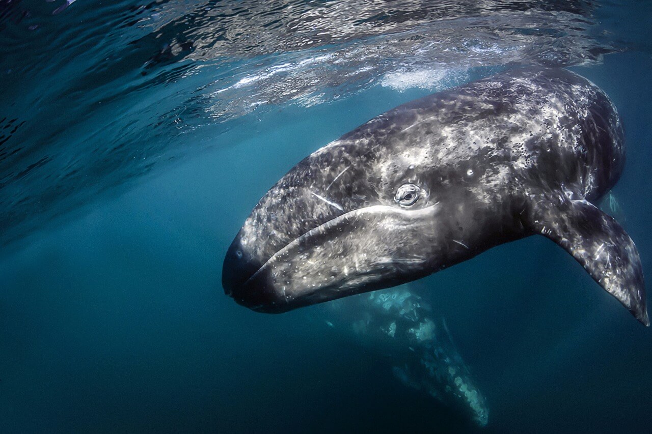 Los mejores lugares del mundo para ver ballenas