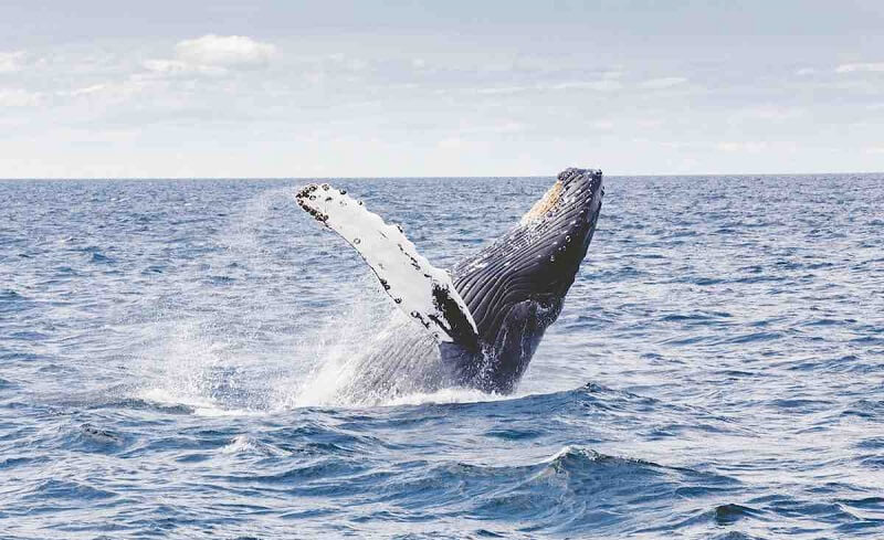 Los mejores lugares del mundo para ver ballenas