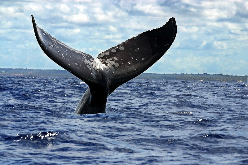 Los mejores lugares del mundo para ver ballenas