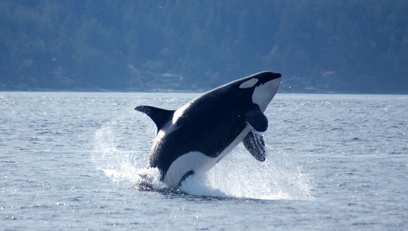 Los mejores lugares del mundo para ver ballenas