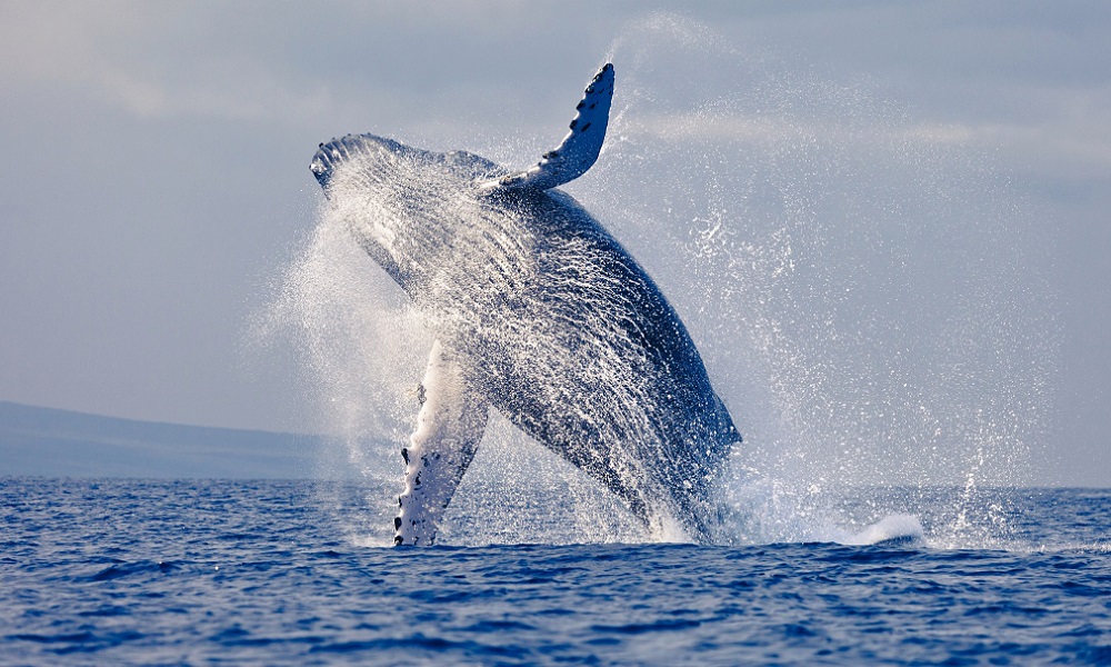Los mejores lugares del mundo para ver ballenas