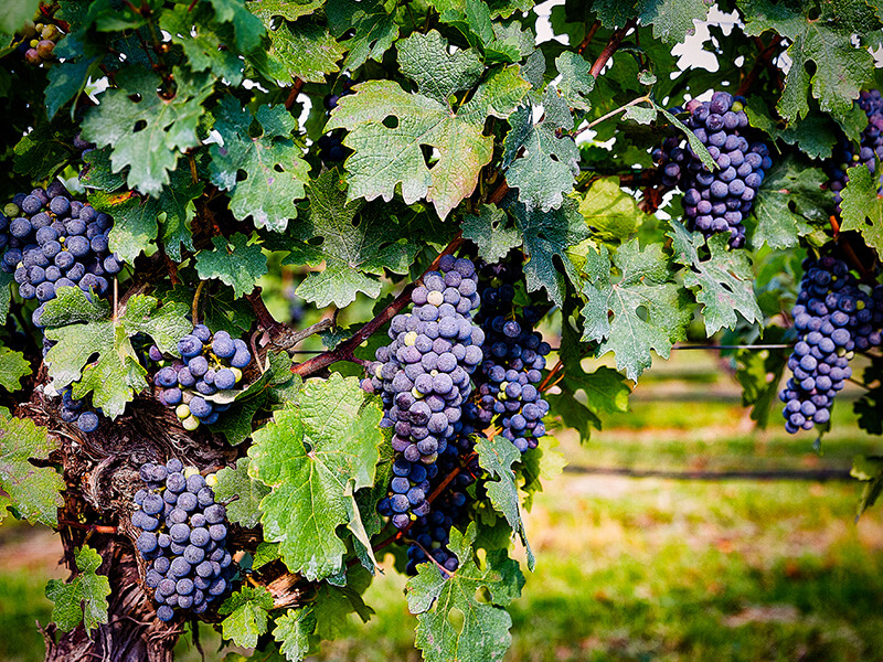 vino de Texas