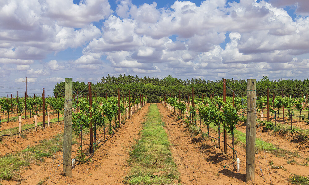 vino de Texas