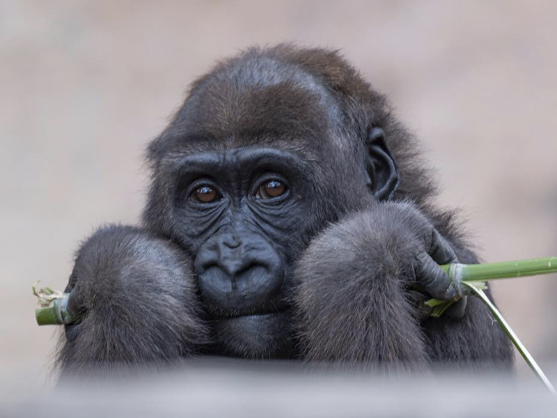 Fort Worth Zoo