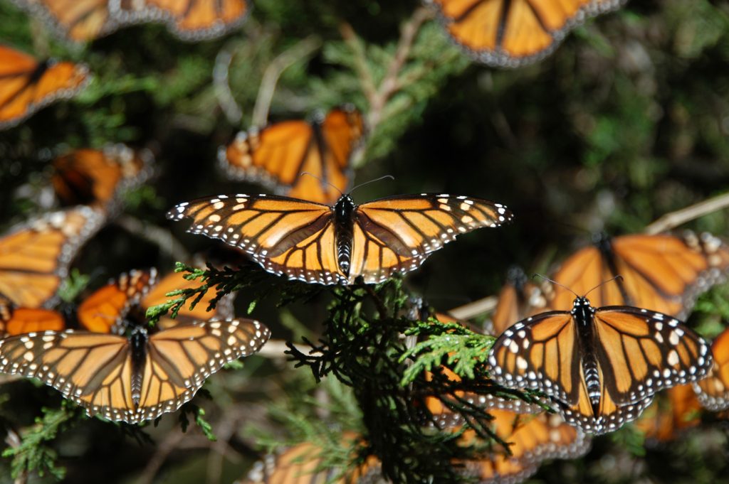 Mariposas monarca en el Estado de México