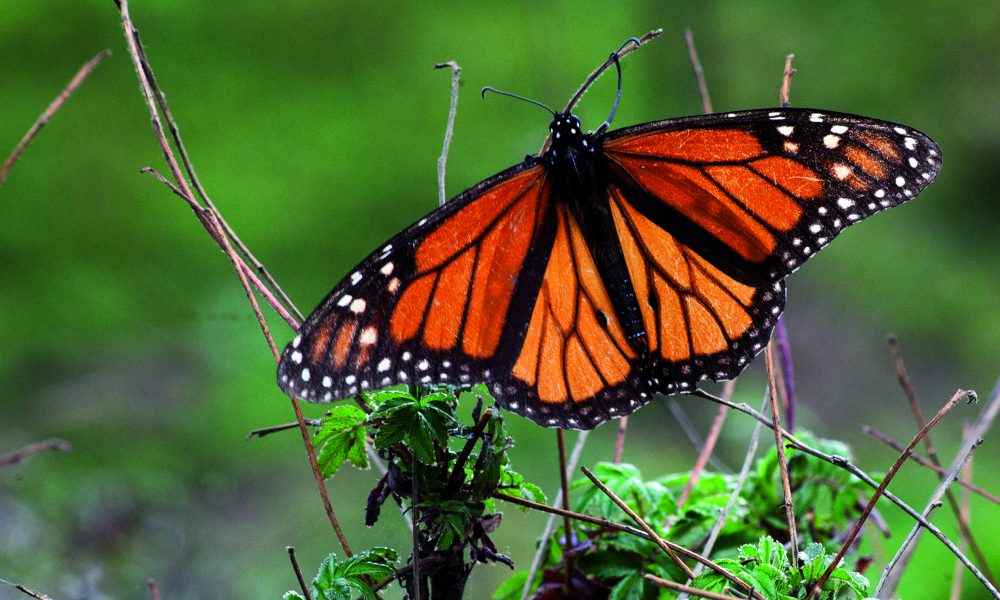 Mariposas monarca en México