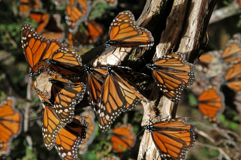 Mariposas monarca en el Estado de México