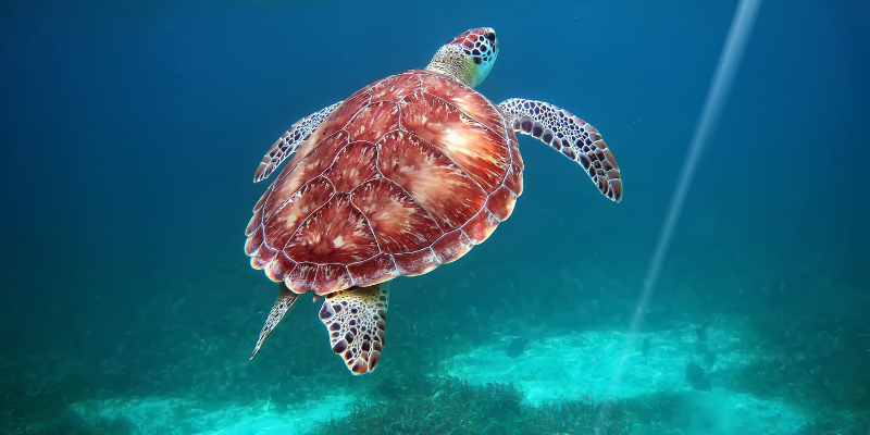 san pedro belice que hacer ver san pedro belice que hacer ver