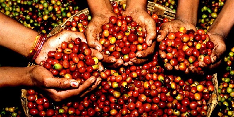 Cuánto cuesta la Ruta del Café en Chiapas