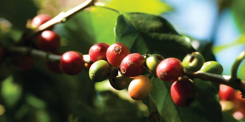 Cuánto cuesta la Ruta del Café en Chiapas