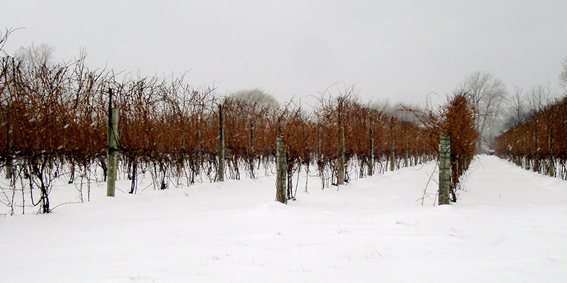 Ice Wine en Montreal