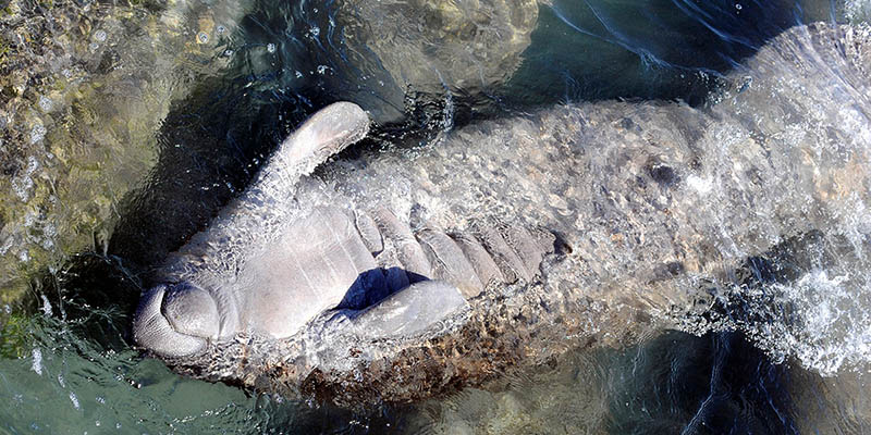 Un ejemplar de manatí en Manatee Lagoon