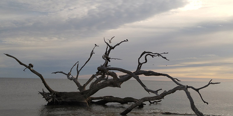 Driftwood Beach