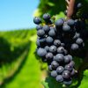 Explora los legendarios viñedos de Indiana