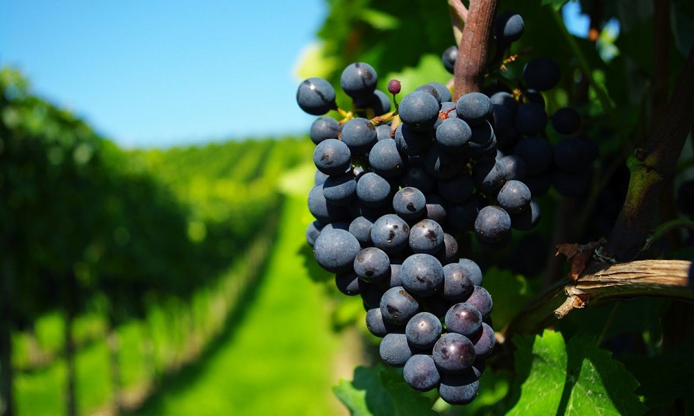 Explora los legendarios viñedos de Indiana