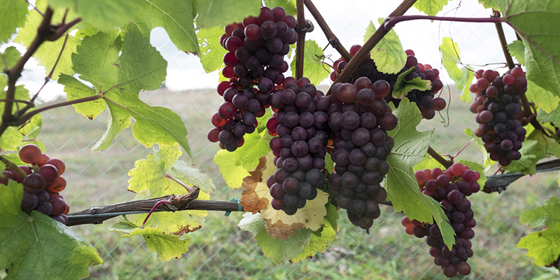 Mejores vinos de EUA