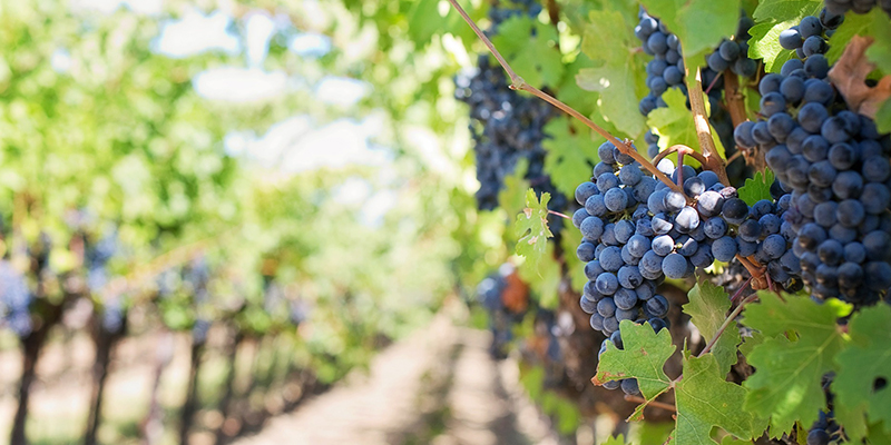 Mejores viñedos de Estados Unidos