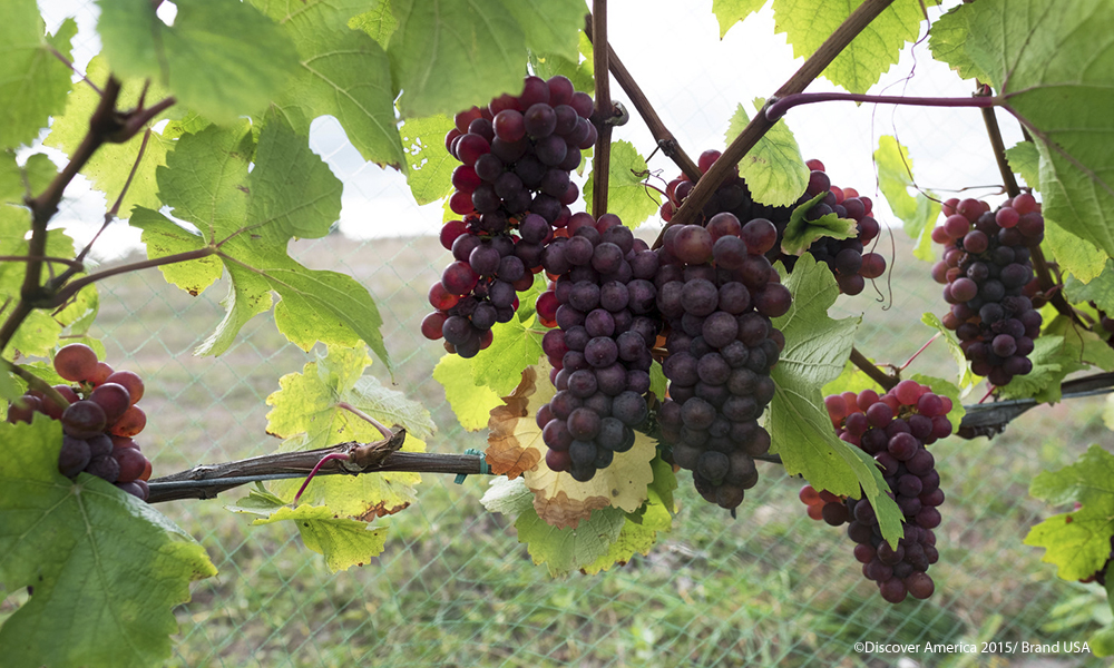 Mejores viñedos de Estados Unidos