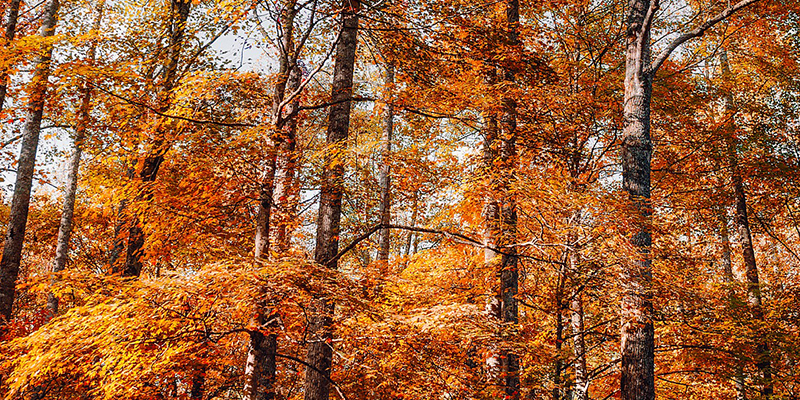 Otoño en EUA