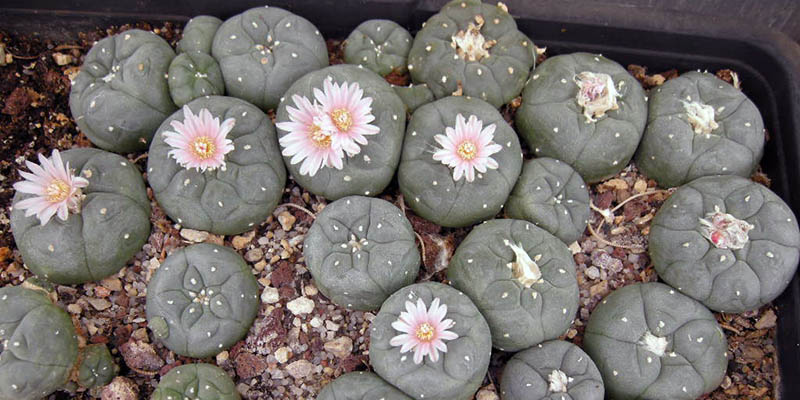 El peyote está en peligro de extinción