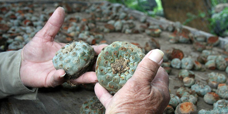 El peyote tiene usos medicinales y rituales