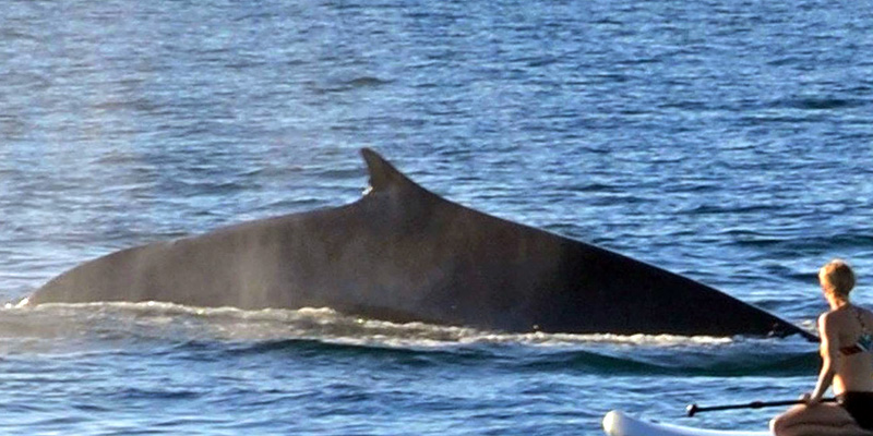 Avistamiento de ballenas