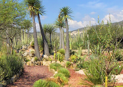 Jardín Botánico Helia Bravo Hollis