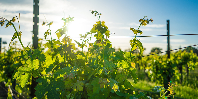Viñedos Estados Unidos