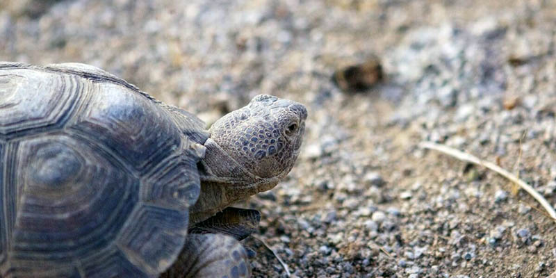 Especies de tortugas que solo habitan en esa parte de México