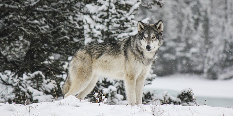 Perros lobo Alberta