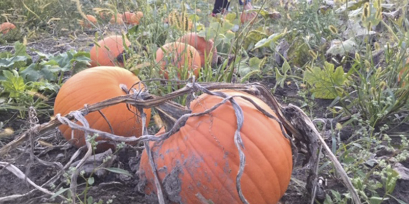 Halloween en Montreal