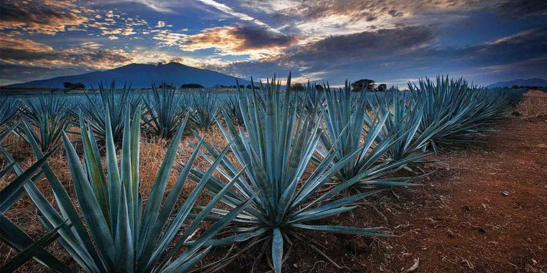 tequila en auto