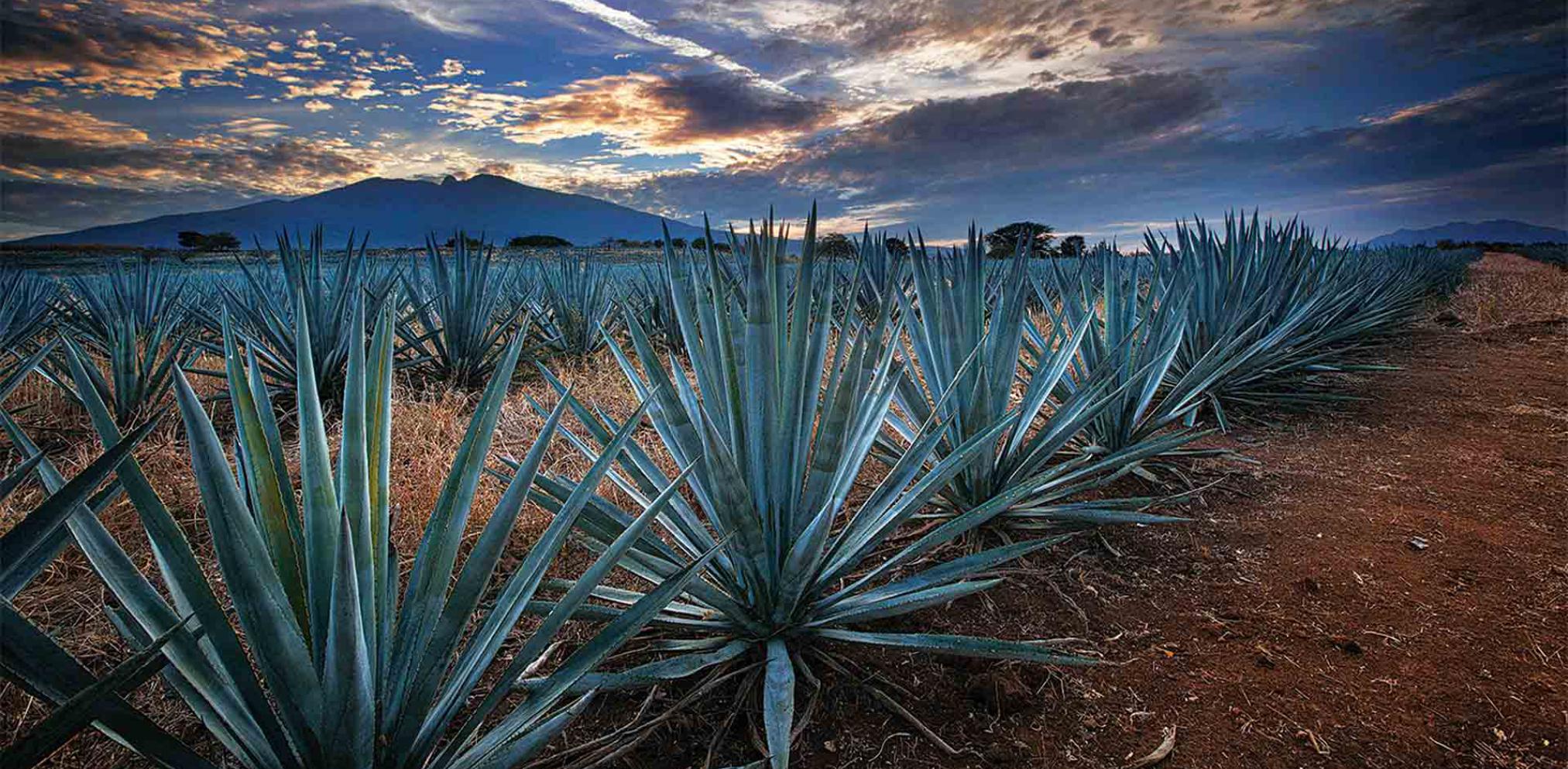 tequila en auto 