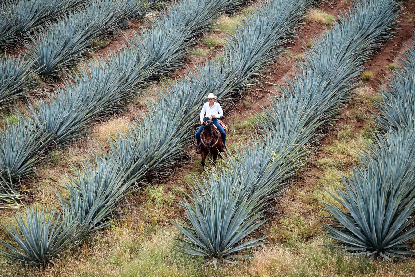 Amatitán, Jalisco 