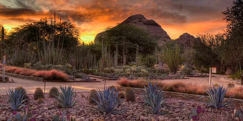 que-hacer-en-phoenix-arizona-desert-botanical-garden