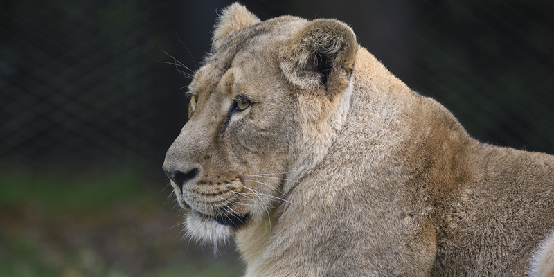 transporte público Fort Wort