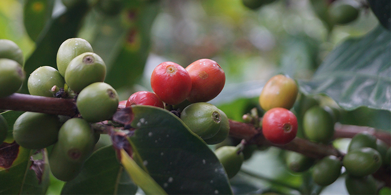 Café de Xalapa