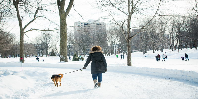 Lugares y actividades pet friendly en Montreal_ mascotas 2
