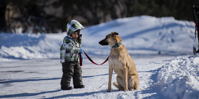 Pet friendly en Montreal