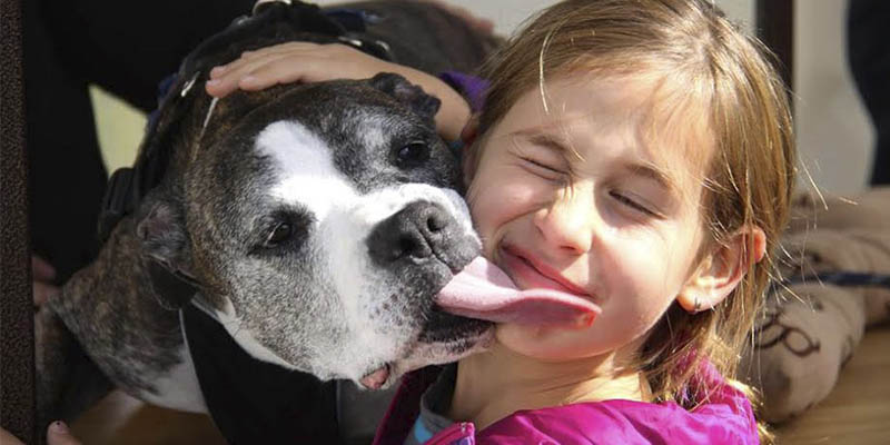 Pet friendly en Montreal Pet friendly en Montreal
