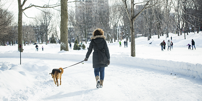 Pet friendly en Montreal