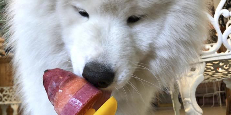 Pet friendly en Montreal Lugares que aceptan perros montreal
