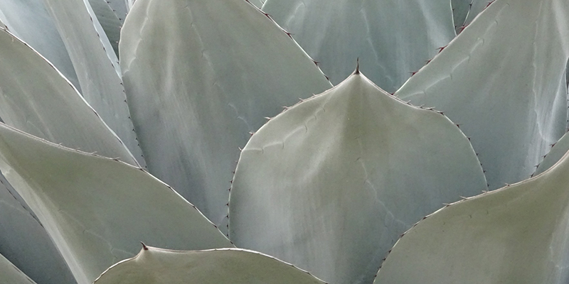 Casa Mezcal Oro de Oaxaca